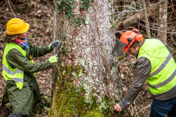  Artondale, WA Tree Services Pros