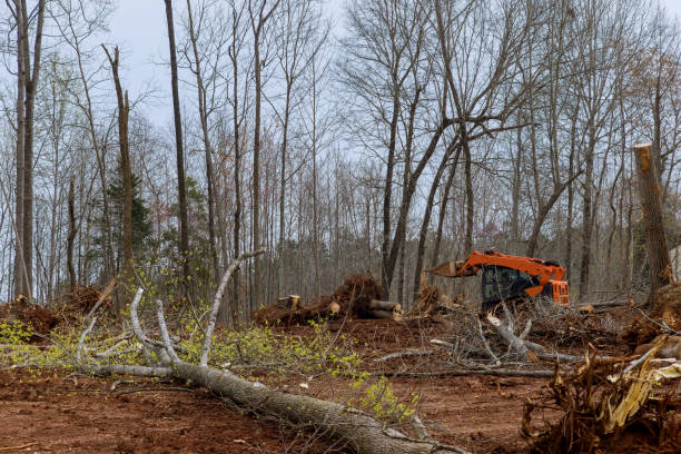 Professional Tree Services in Artondale, WA